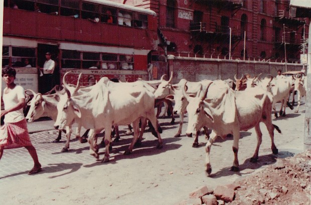 コルカタの牛