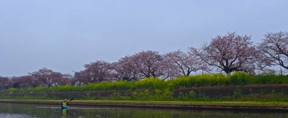 霞ヶ浦・さくら川38