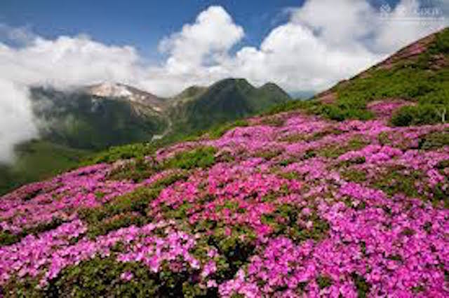 山の基礎知識 ＃110 山の花「ミヤマキリシマ」