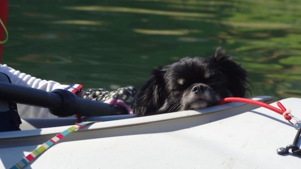 2017.11.3 dog canoe26