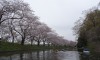 【カヌーでお花見！】さくらの名所「福岡堰さくら公園」でカヌー