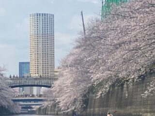 202megurogawa7